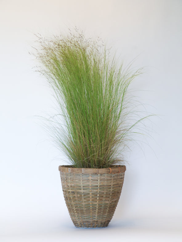 Mexican Feather Grass